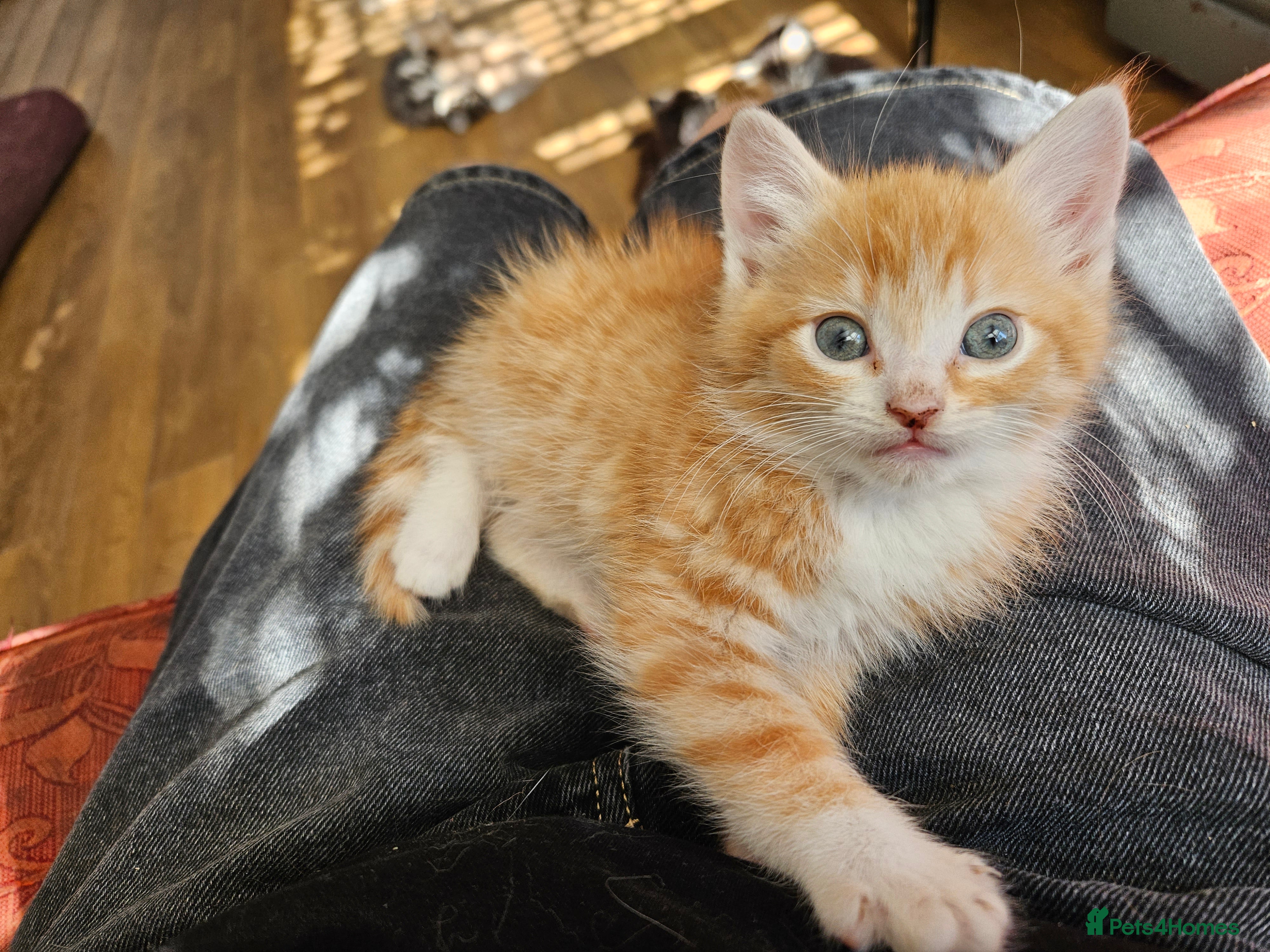 Mixed Breed cats Five playful kittens ready for their home - Advert 12