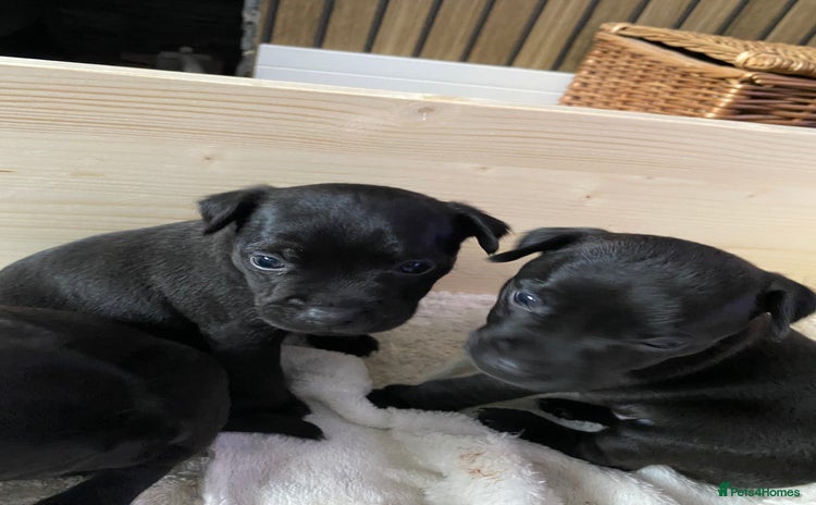 Patterdale Terrier dogs - Advert 1