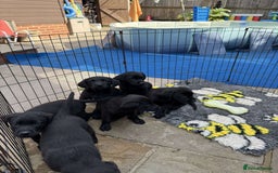 Labrador Retriever dogs for sale: 6 beautiful pedigree Labrador puppies - Image 2