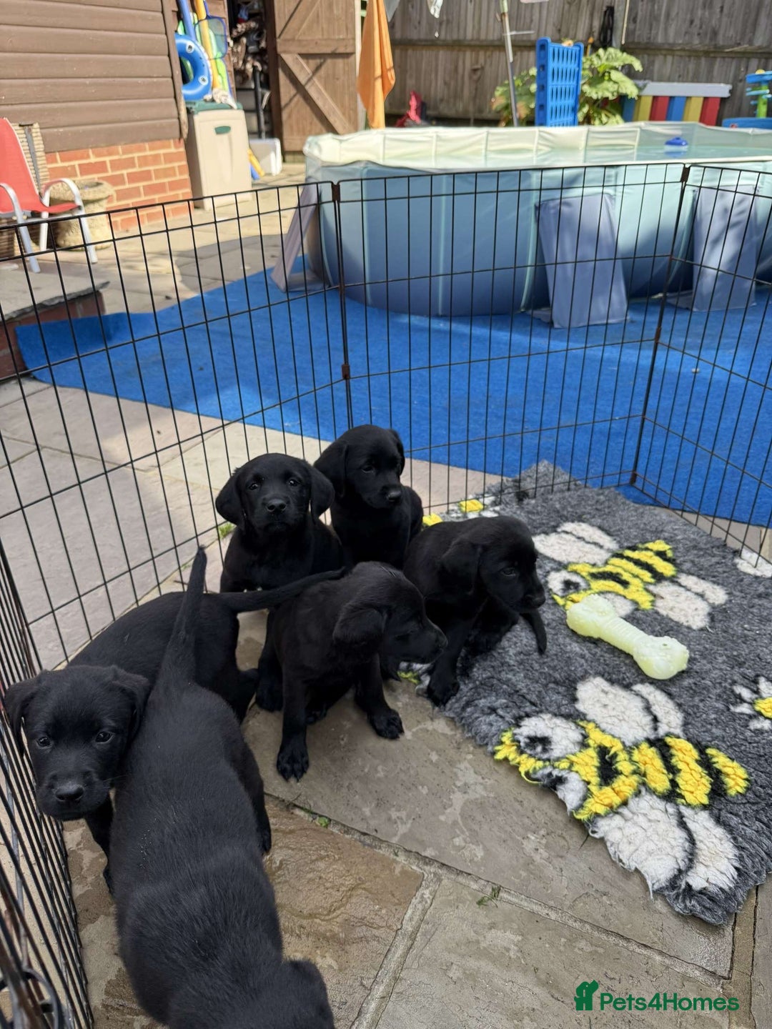 Labrador Retriever dogs for sale: 6 beautiful pedigree Labrador puppies - Image 2