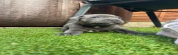 Staffordshire Bull Terrier dogs for sale: Staffordshire bull terrier puppies boy/girl  - Advert 9