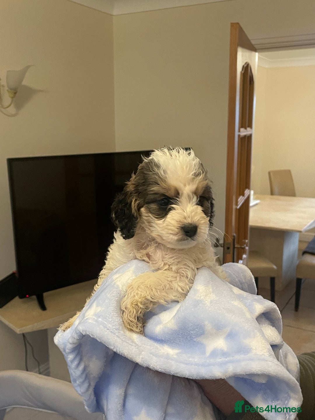 Cockapoo dogs for sale: 🐾 Beautiful Cockapoo Puppies for Sale 🐾 - Advert 10