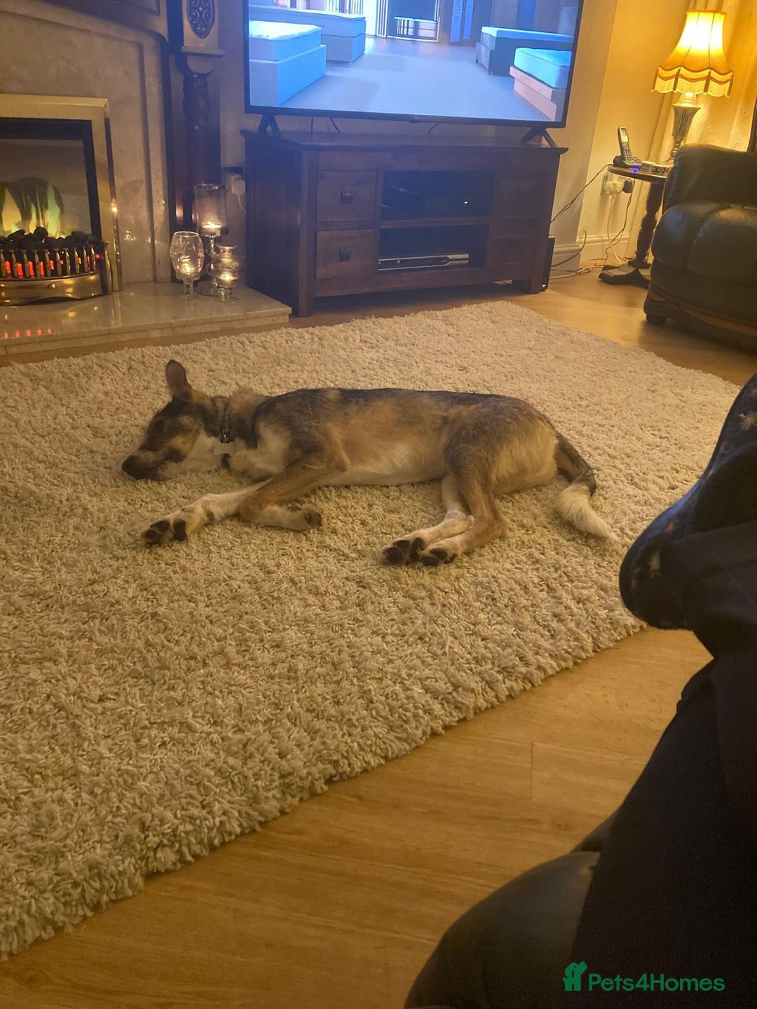 Mixed Breed dogs for adoption: 🐾💛 DIGBY – The Affectionate Big Softie! 💛🐾 - Advert 20