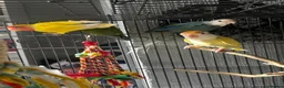 Mixed Breed birds for sale: Female budgies, Love birds and diamond dove in Scunthorpe - Advert 9