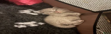 British Shorthair 2