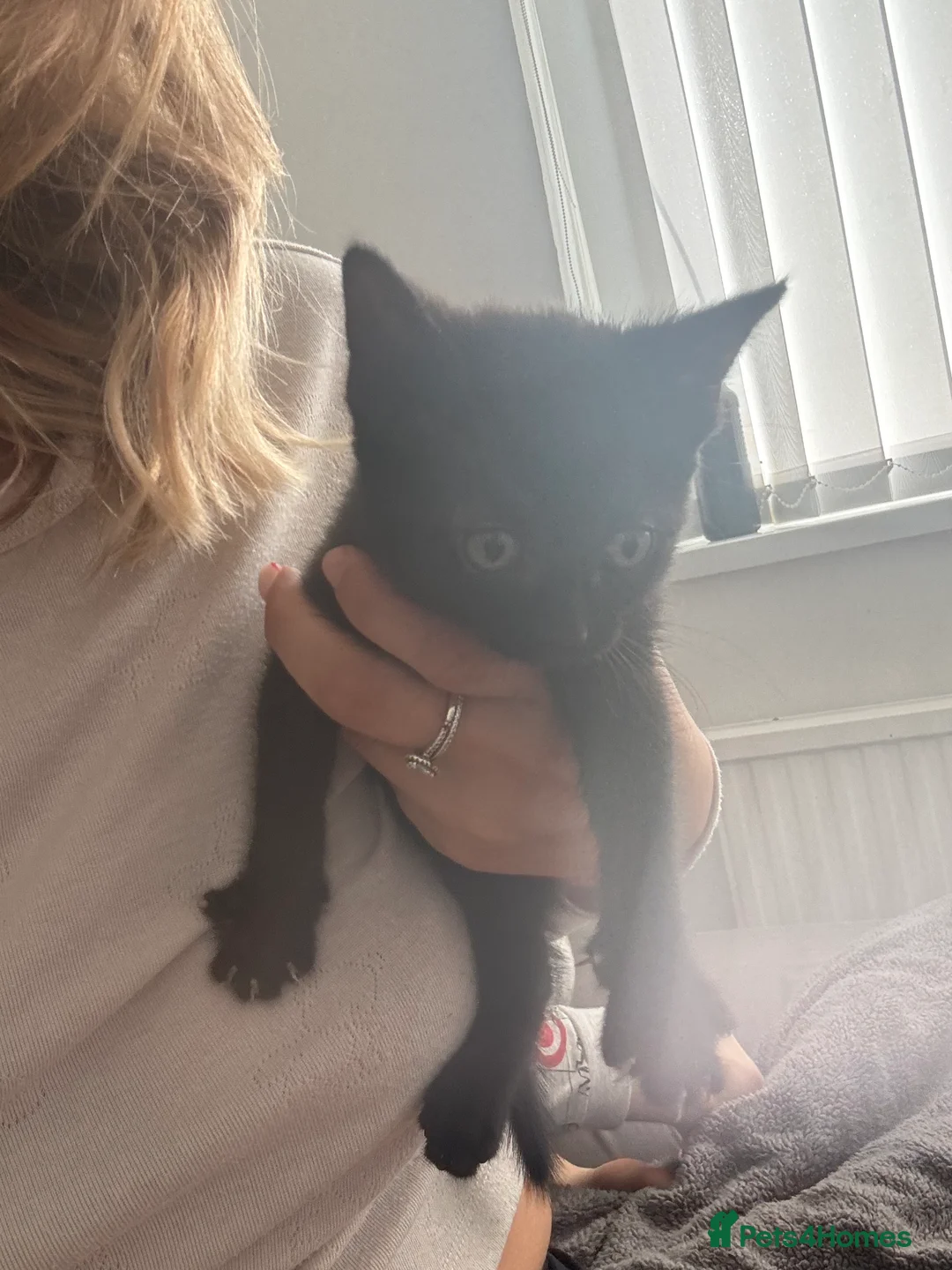 British Shorthair cats for sale: 5 beautiful kittens  - Advert 1