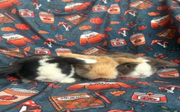 Mini Lop rabbits for sale: Outstanding mini lop litter - Advert 4