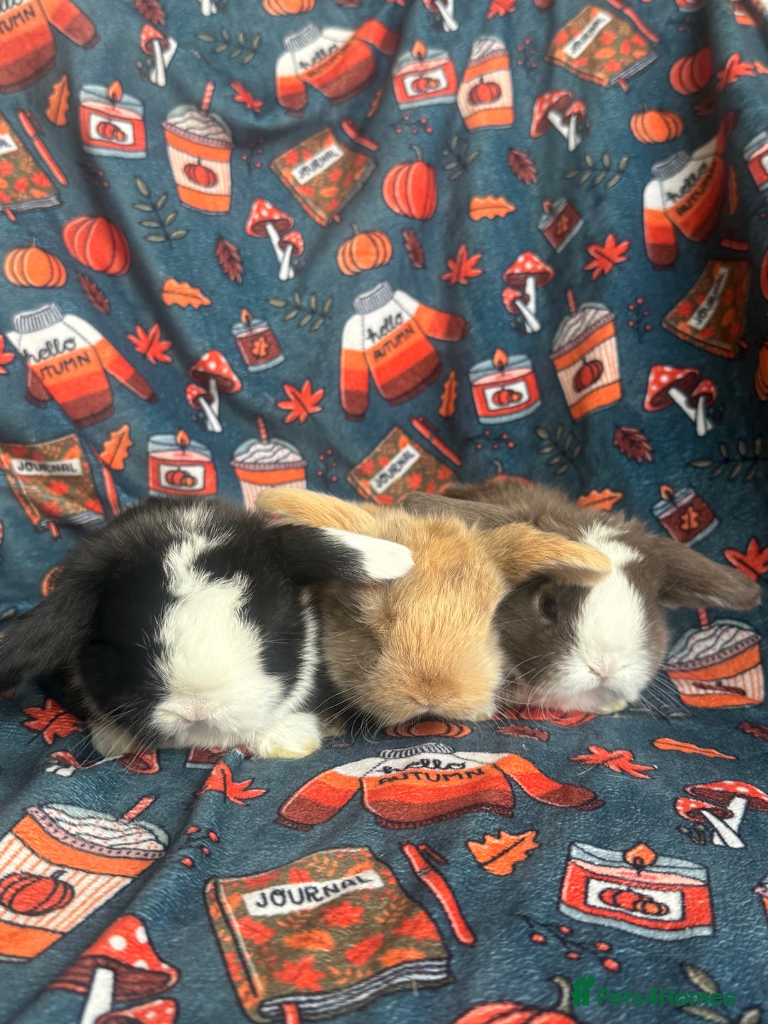 Mini Lop rabbits for sale: Outstanding mini lop litter - Advert 4