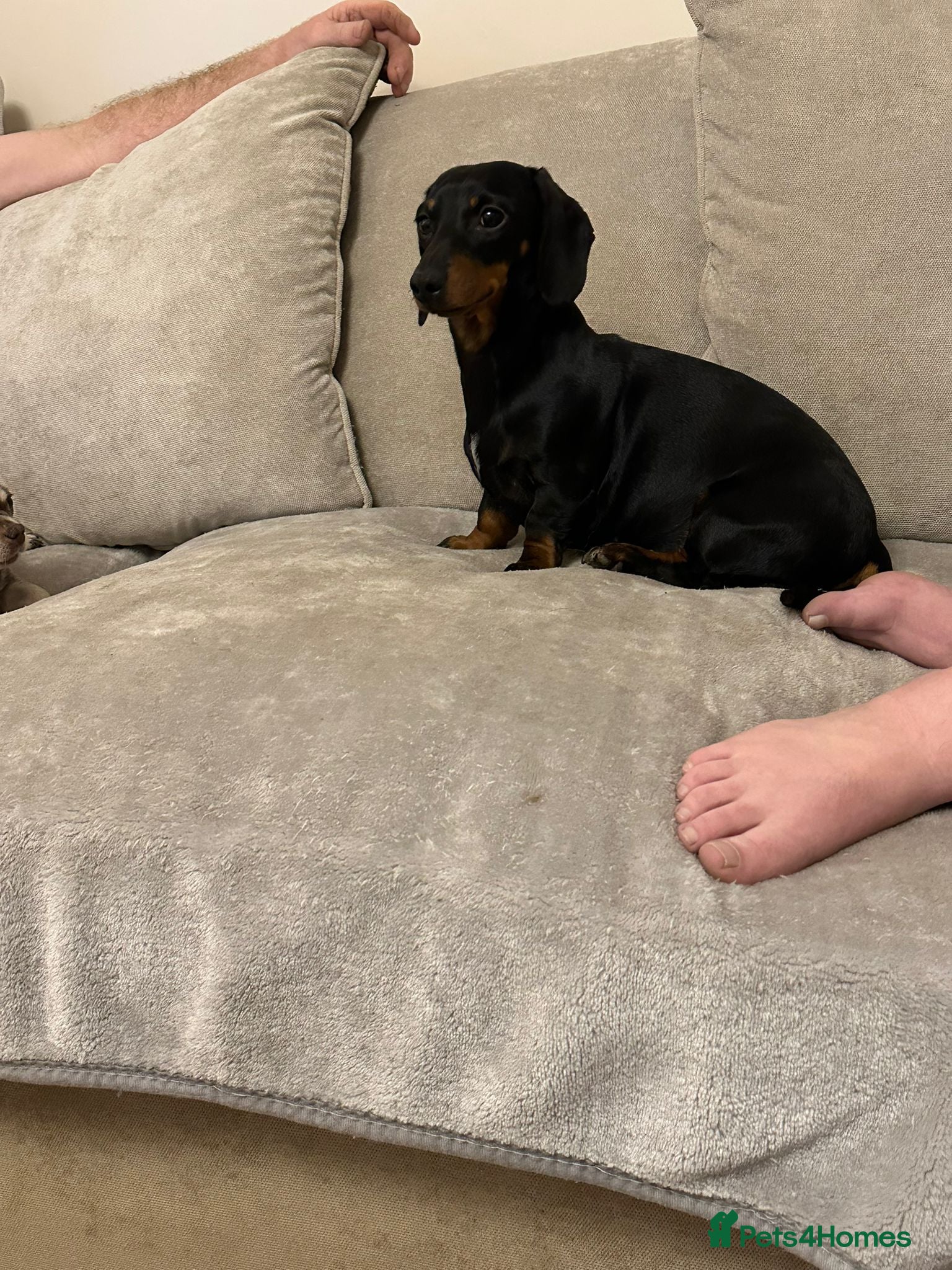 Dachshund dogs Lilly dachshund - Advert 8