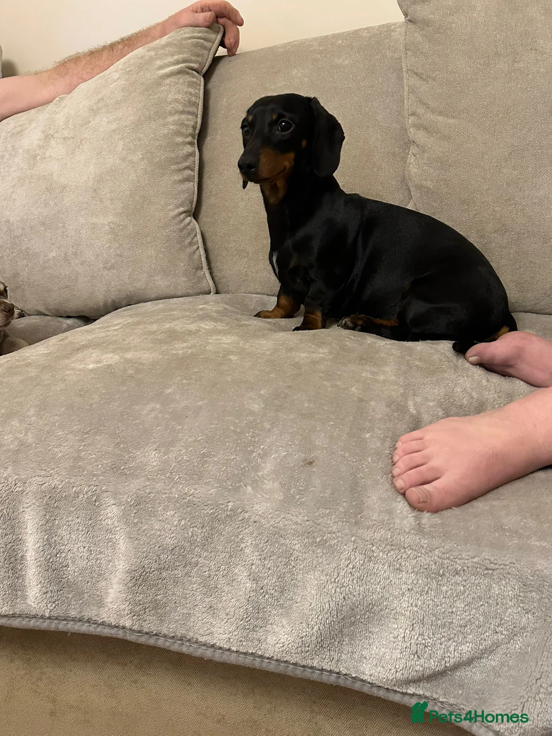 Dachshund dogs for sale: Lilly dachshund - Advert 1