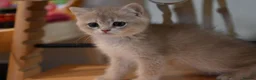 British Shorthair cats for sale: British shorthair blue golden kittens WCF/TICA - Advert 5