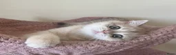 British Shorthair cats for sale: Delightful Golden British Shorthair Kittens - Advert 16