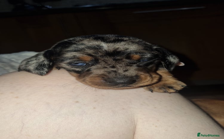 Dachshund dogs - Advert 13