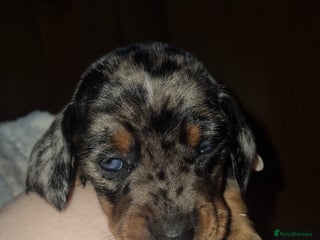 Dachshund dogs - Advert 3