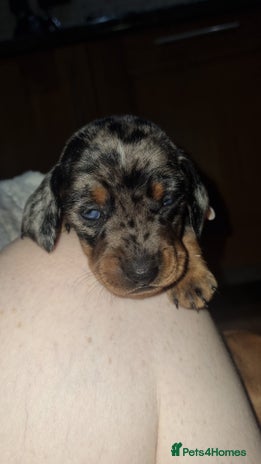 Dachshund dogs - Advert 13