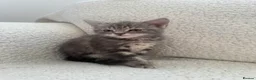 Domestic Shorthair cats for sale: Two kittens looking for their forever home 🐾 - Advert 5