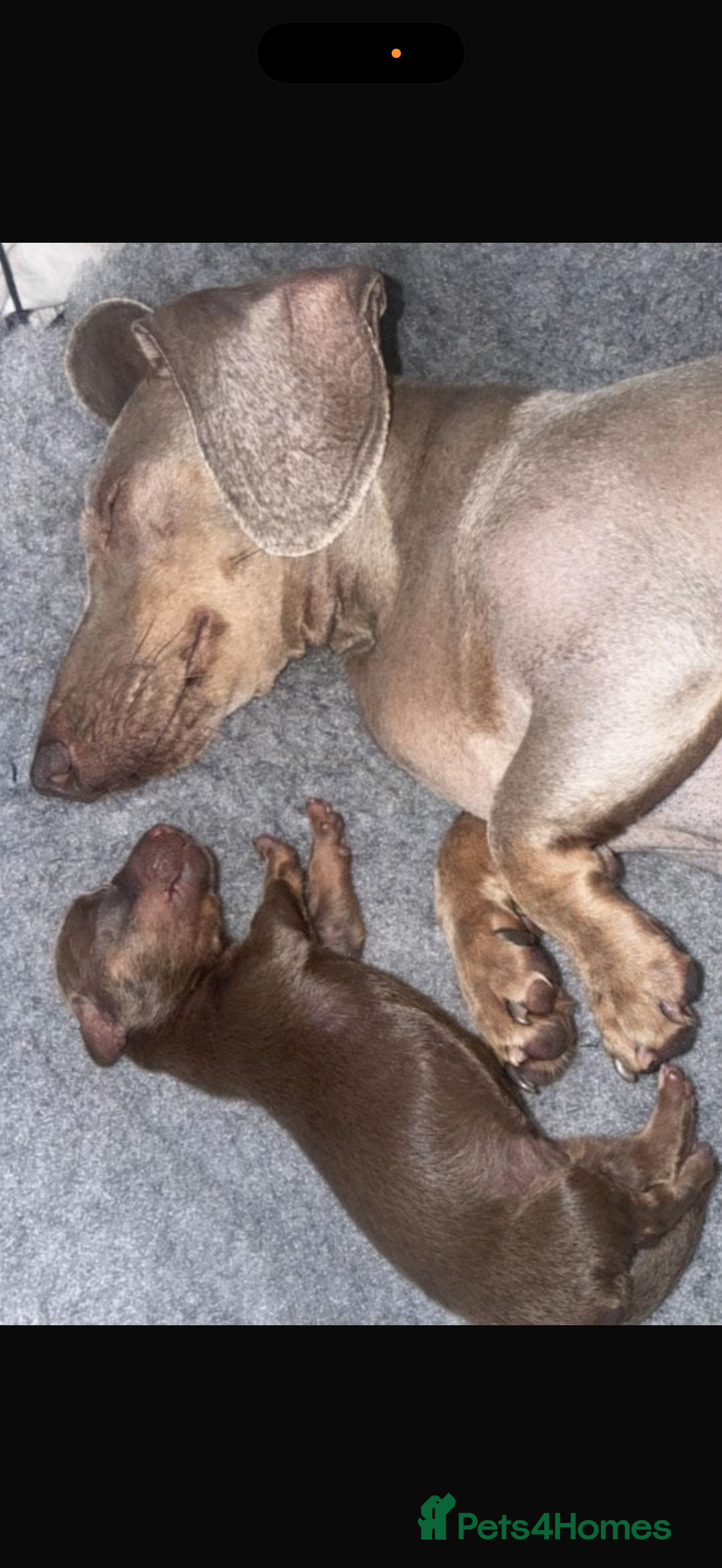 Dachshund dogs True miniature chocolate and tan dachshund - Advert 1