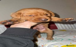Labrador Retriever dogs for sale: Stunning Fox red labradors  - Image 1