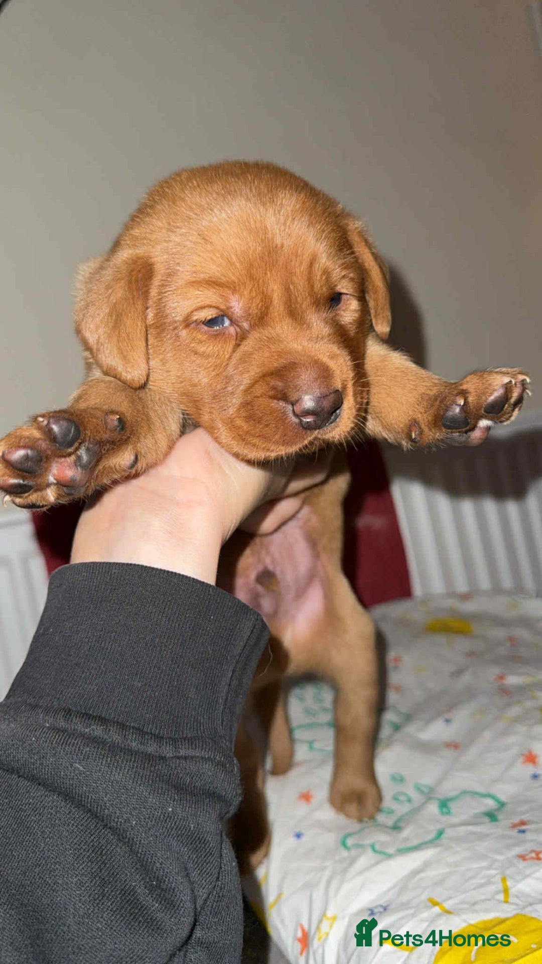 Labrador Retriever dogs for sale: Stunning Fox red labradors  - Image 1