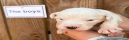 Mixed Breed dogs for sale: Stunning litter Old English Sheepdog x Collie - Advert 6