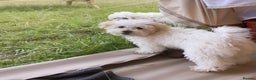 Mixed Breed dogs for stud: Apricot Maltipoo for stud in Broadstone - Advert 2