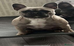 French Bulldog dogs for sale: Female frenchie - Image 2