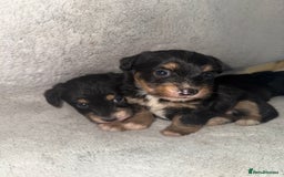 Jack Russell dogs for sale: 3 beautiful jack russle puppy’s  - Image 5