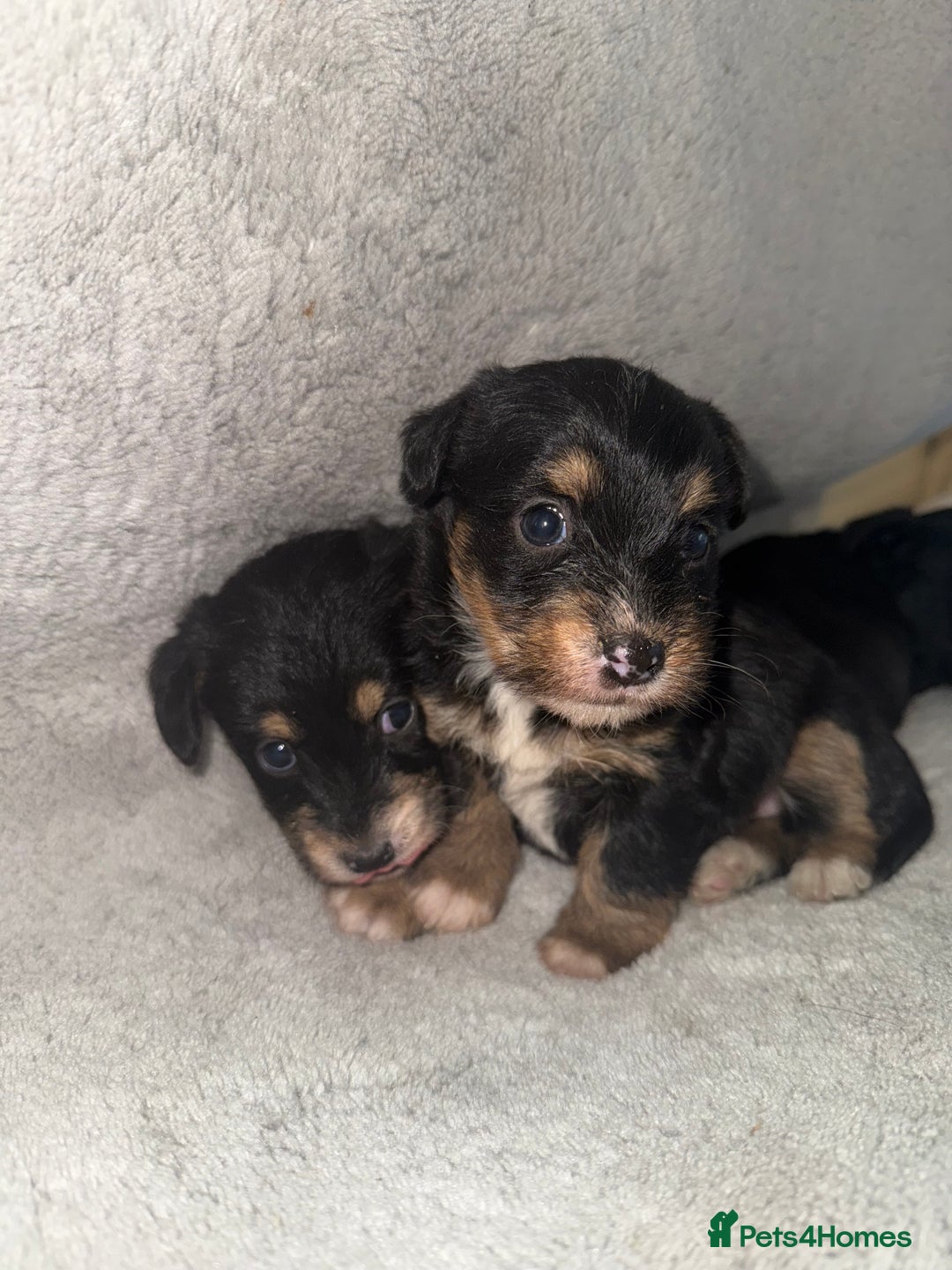 Jack Russell dogs for sale: 3 beautiful jack russle puppy’s  - Image 5