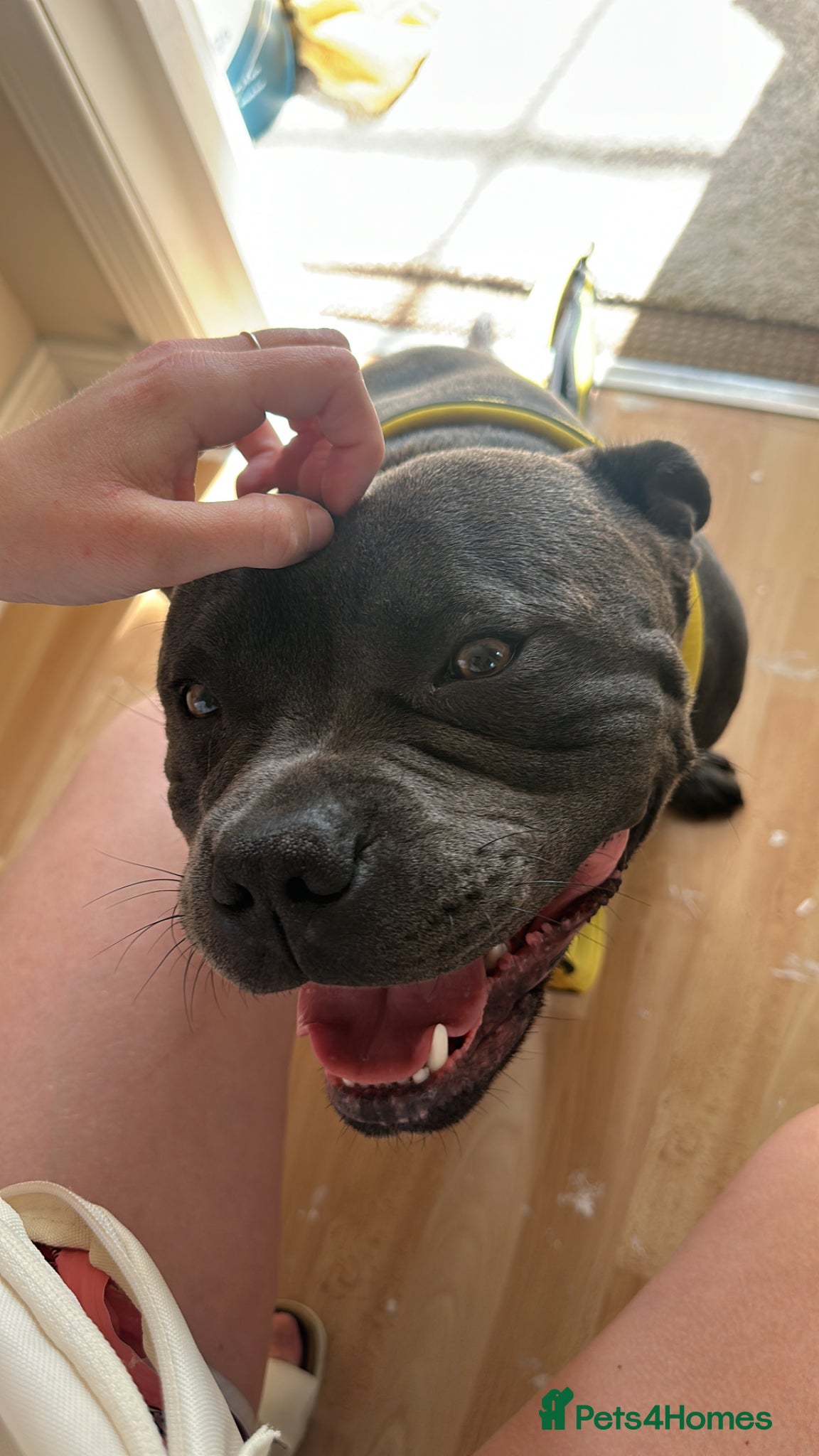 Staffordshire Bull Terrier dogs for stud: Blue Staffordshire Bull Terrier for Stud in Dundee - Advert 13