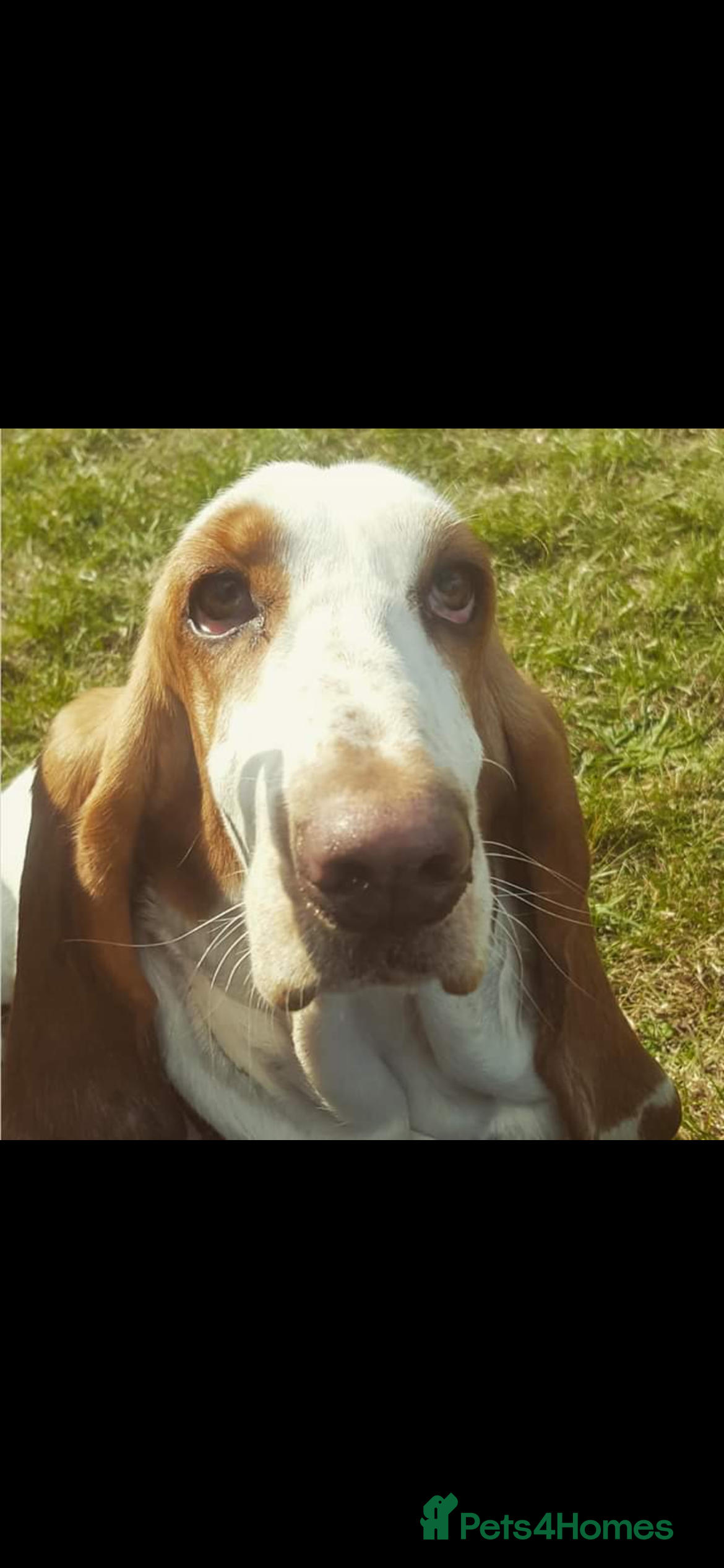 Basset Hound dogs Beautiful Basset babies due  - Advert 1