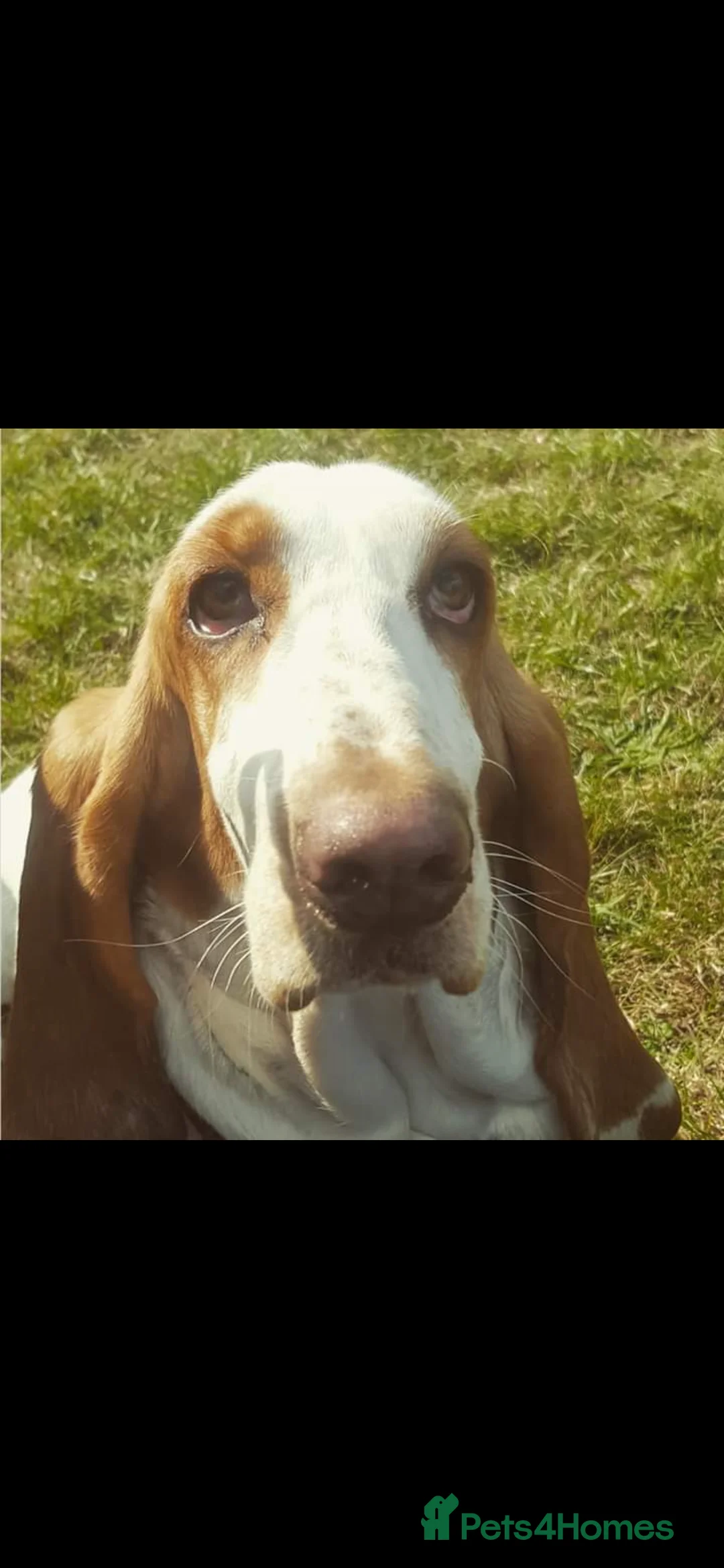 Basset Hound dogs for sale: Beautiful Basset babies due  - Advert 1