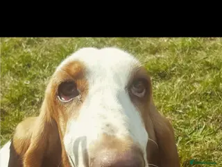 Basset Hound dogs Beautiful Basset babies due - Advert 1