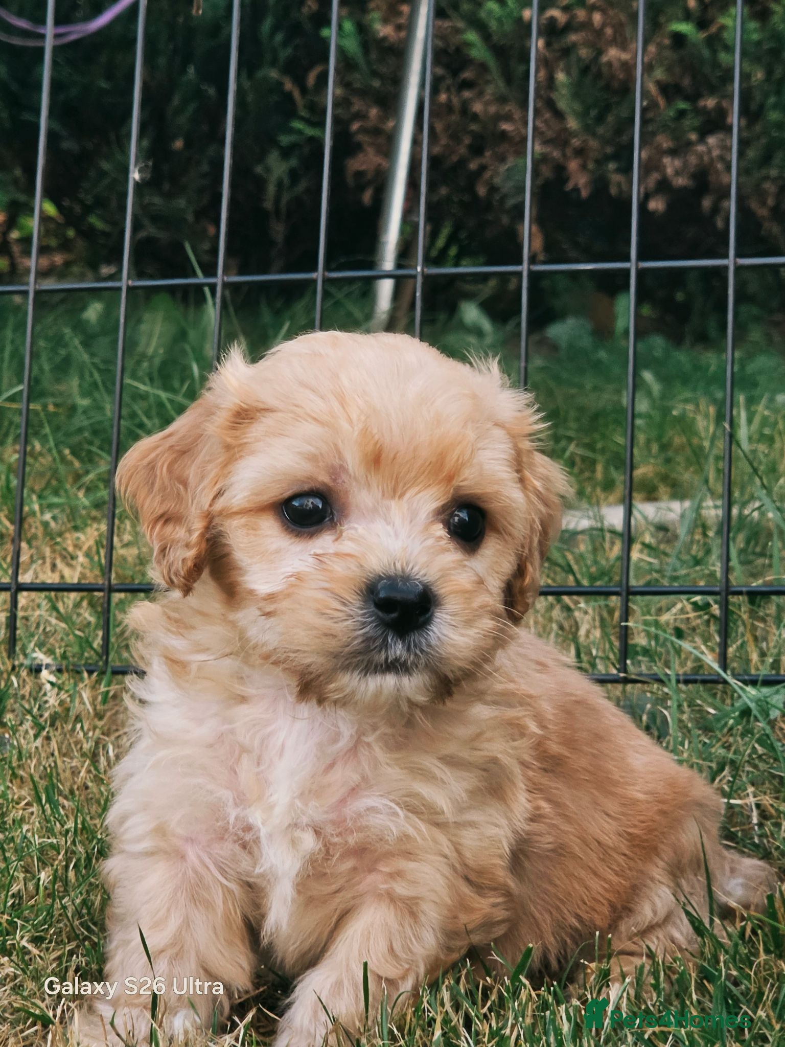 Cavachon dogs 10 STUNNING CAVACHONS😍🐾💙💖 - Advert 2