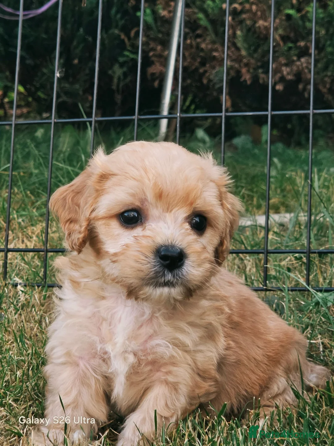 Cavachon dogs for sale: 10 STUNNING CAVACHONS😍🐾💙💖 - Advert 2