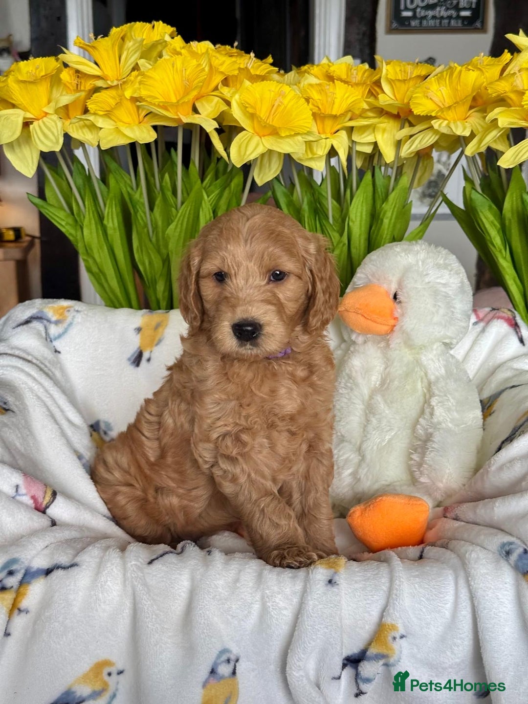Mini Goldendoodle dogs for sale: 6 mini goldendoodle puppies for sale - Advert 4