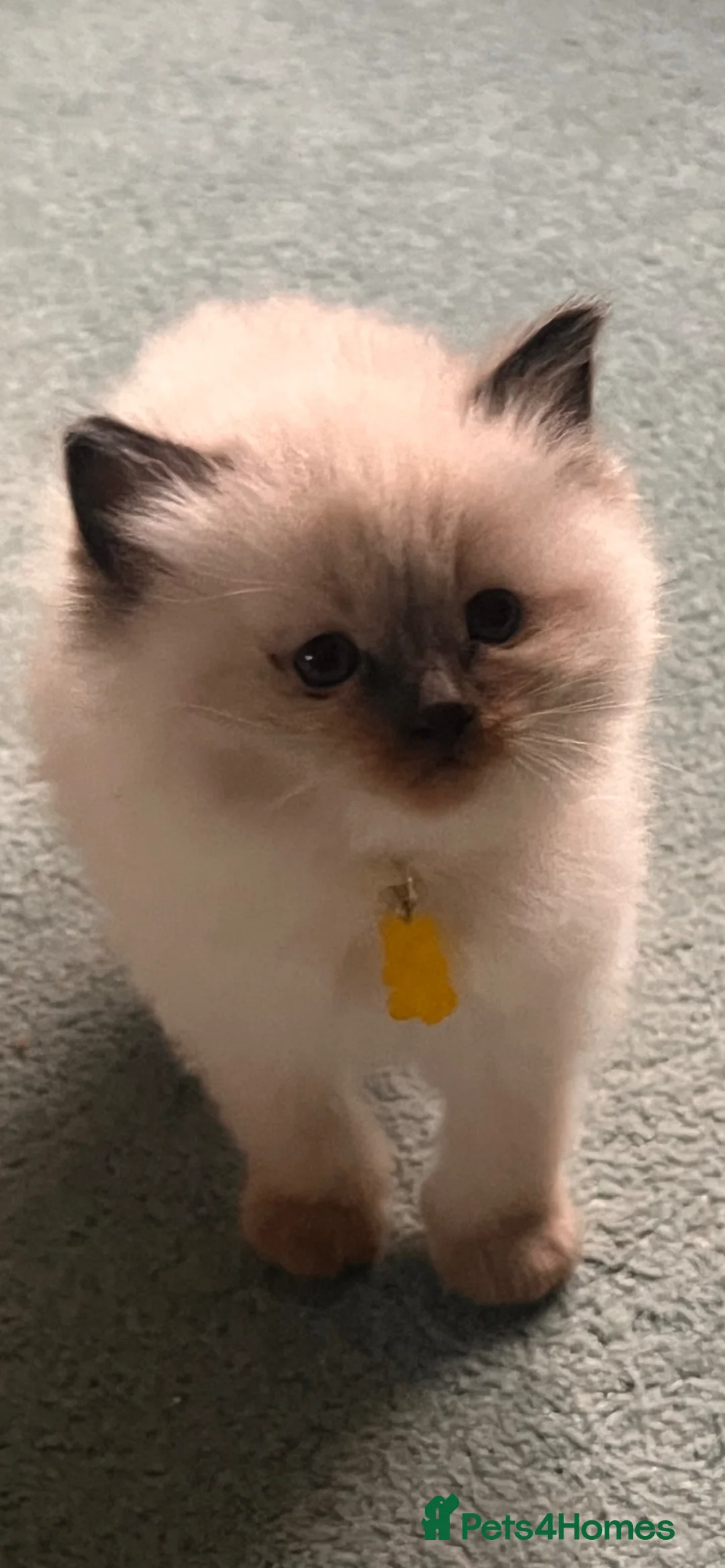 Ragdoll cats for sale: Litter of 6 ragdoll kittens - Advert 12