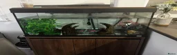 Axolotl reptiles for sale: Full Axolotl set up plus Fluval Tank - Advert 16