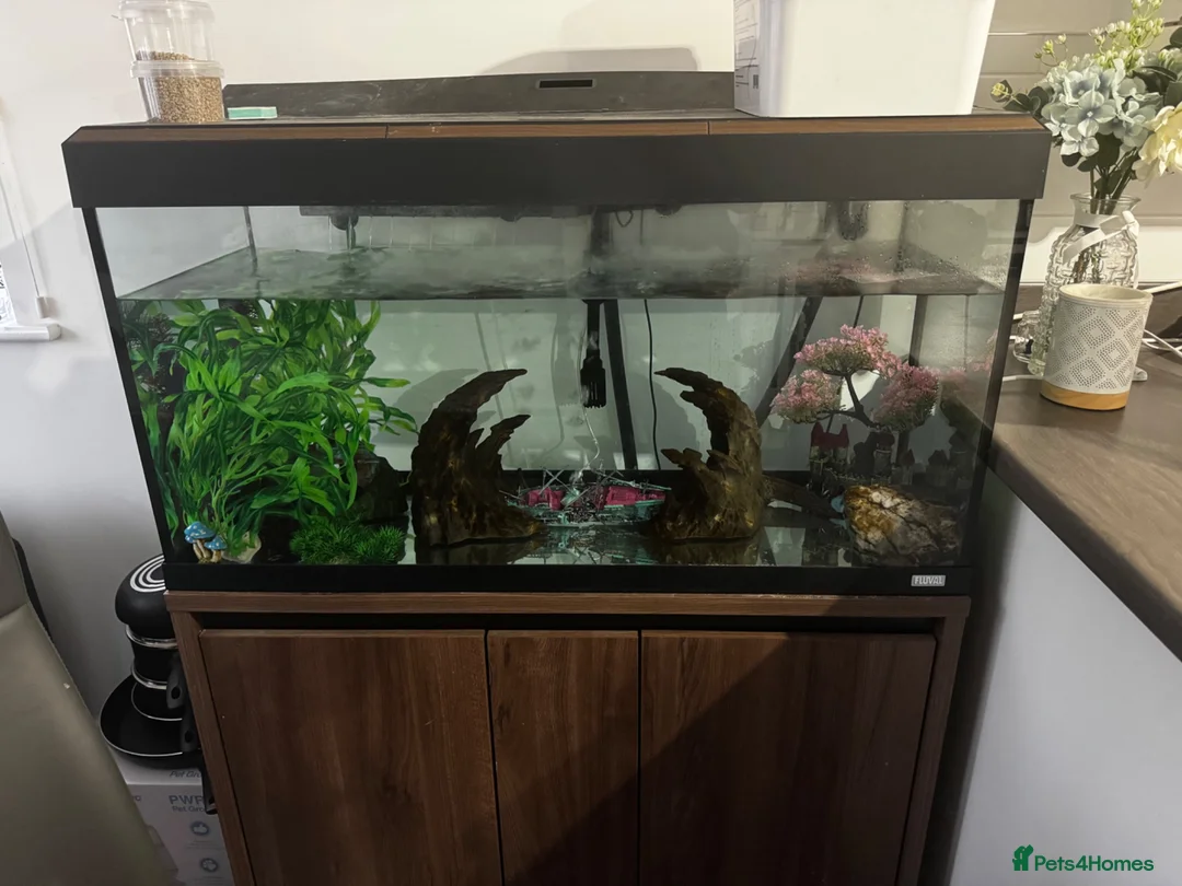 Axolotl reptiles for sale: Full Axolotl set up plus Fluval Tank - Advert 16