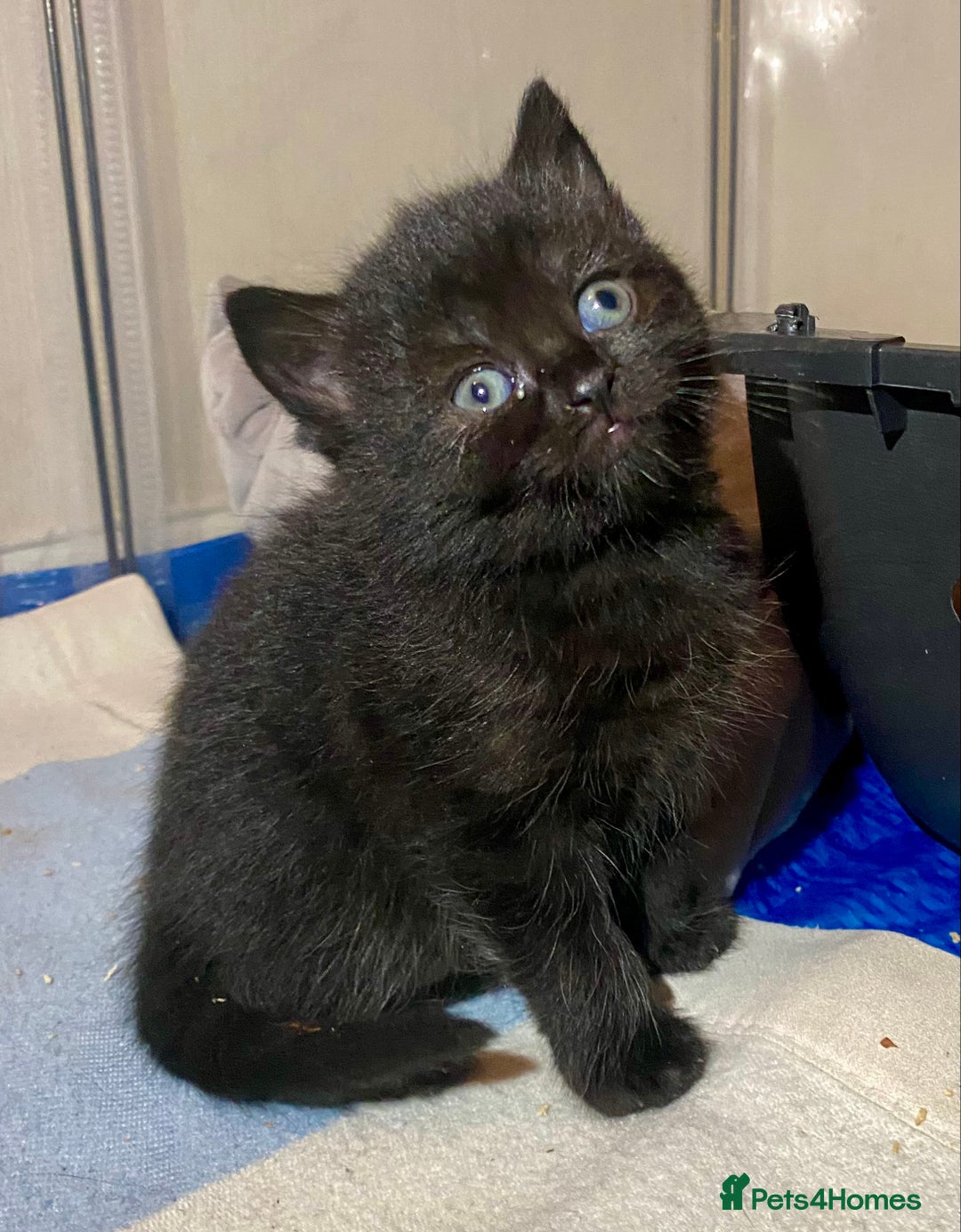 British Shorthair cats for sale: British shorthair black cross kittens  - Advert 18