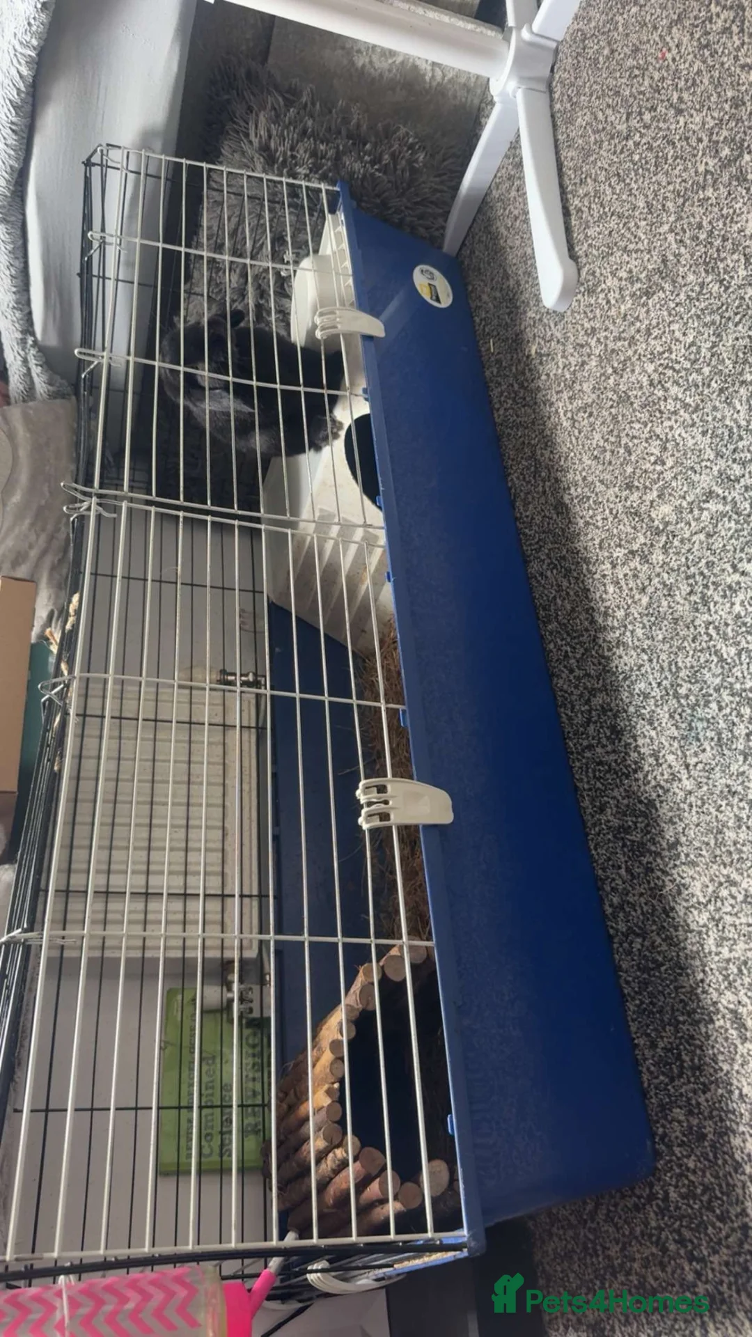 Mini Lion Lop rabbits for sale: Male  in Rowley Regis - Advert 2
