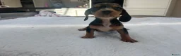 Miniature Dachshund dogs for sale: ****mini dachshunds *** in Nottingham - Advert 21