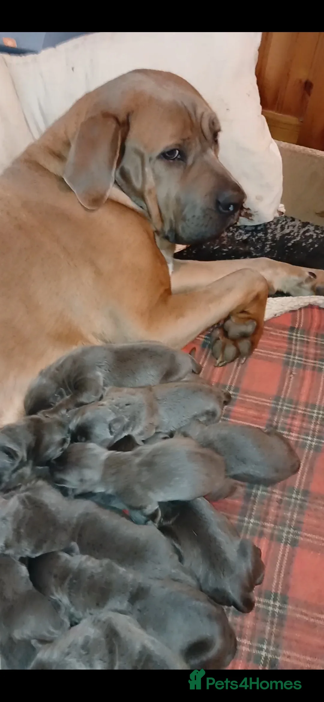 Cane Corso dogs for sale: Pure bred blue cane corso puppies for sale  - Advert 13