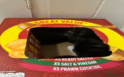 British Shorthair cats for sale: 💕✨ 4 Kittens ready for a new home 💕✨ kitten - Image 8