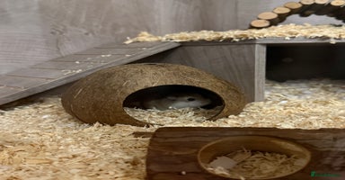 Hamster rodents Hamster - Advert 2