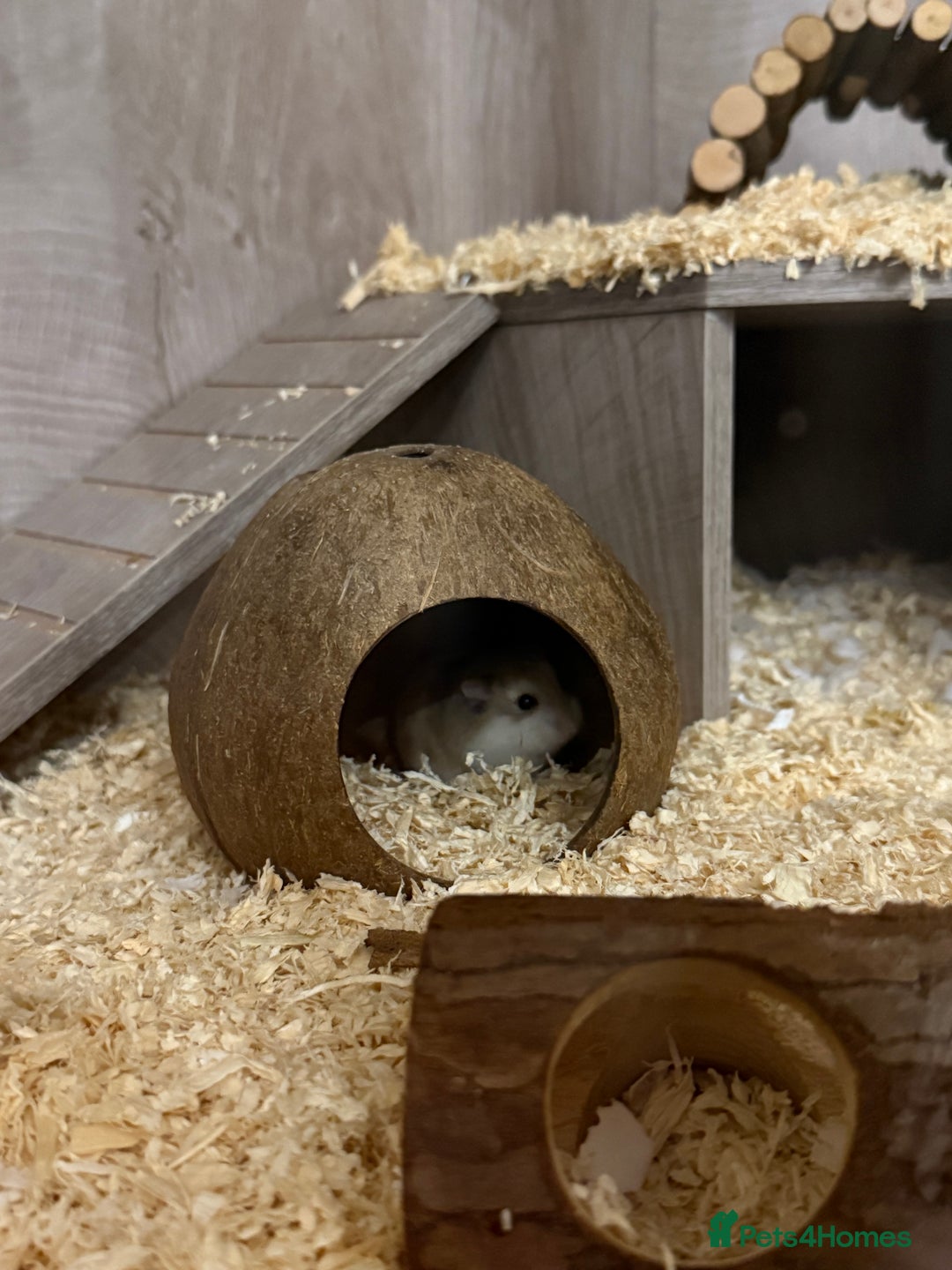 Hamster rodents for sale: Hamster and cage for sale - Advert 3