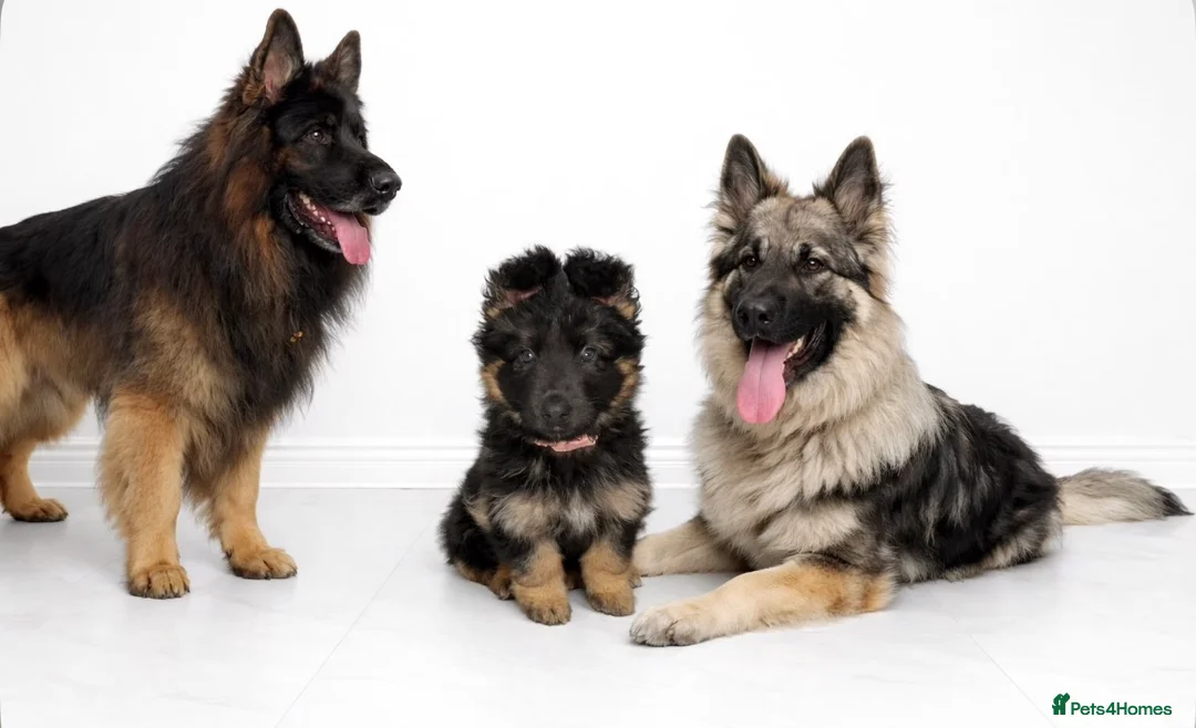 German Shepherd dogs for sale: Left baby girl  - Advert 1