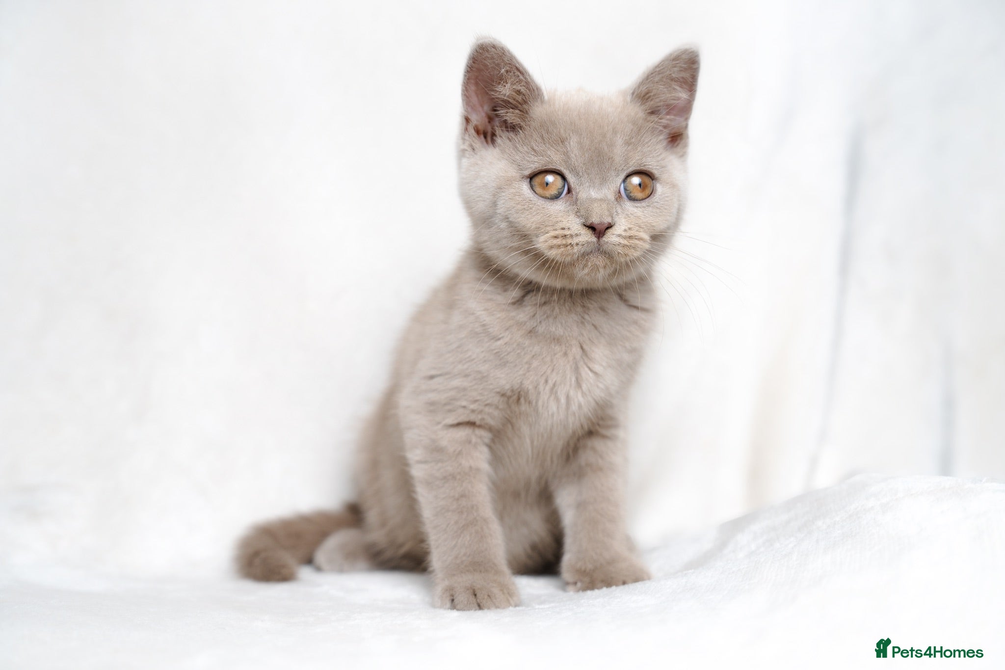 British Shorthair cats Champagne Lilac/Fawn British Shorthair Kittens 💜 - Advert 11