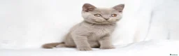 British Shorthair cats for sale: Champagne Lilac/Fawn British Shorthair Kittens 💜 - Advert 3