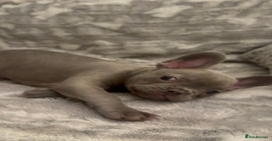 French Bulldog dogs - Advert 6