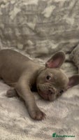 French Bulldog dogs - Advert 6